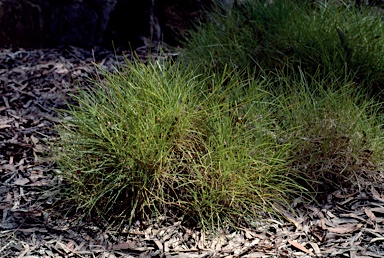 APII jpeg image of Lomandra confertifolia subsp. confertifolia  © contact APII