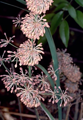 APII jpeg image of Lomandra multiflora  © contact APII