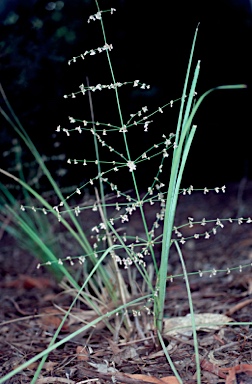 APII jpeg image of Lomandra patens  © contact APII