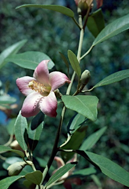 APII jpeg image of Lagunaria patersonia  © contact APII