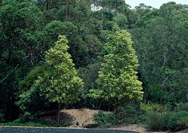 APII jpeg image of Lophostemon confertus 'Variegata'  © contact APII