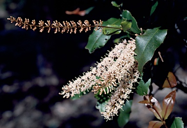 APII jpeg image of Macadamia ternifolia  © contact APII