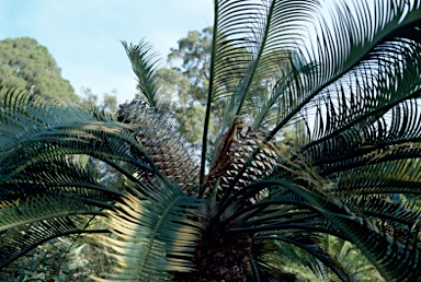 APII jpeg image of Lepidozamia peroffskyana  © contact APII