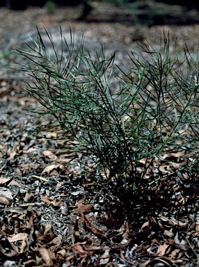 APII jpeg image of Macrozamia flexuosa  © contact APII