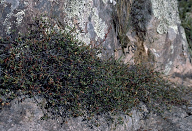 APII jpeg image of Muehlenbeckia tuggeranong  © contact APII