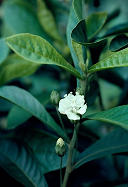 APII jpeg image of Hibiscus macilwraithensis  © contact APII