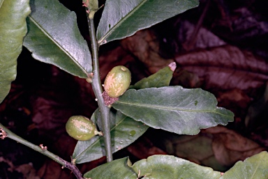 APII jpeg image of Citrus inodora  © contact APII