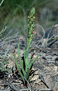 APII jpeg image of Disa bracteata  © contact APII