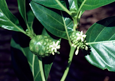 APII jpeg image of Morinda citrifolia  © contact APII