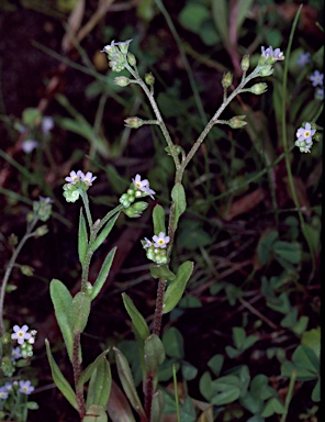 APII jpeg image of Myosotis laxa subsp. caespitosa  © contact APII