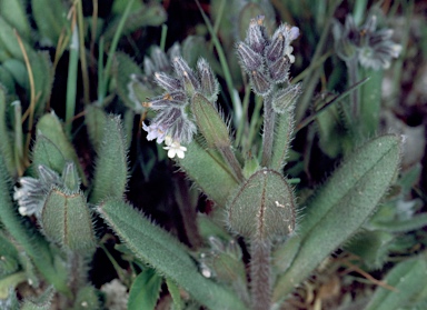 APII jpeg image of Myosotis discolor  © contact APII