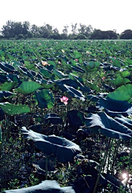 APII jpeg image of Nelumbo nucifera  © contact APII