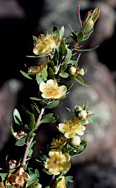 APII jpeg image of Neofabricia myrtifolia  © contact APII