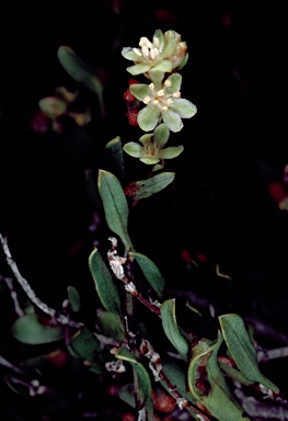 APII jpeg image of Muehlenbeckia tuggeranong  © contact APII