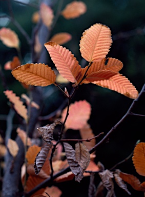 APII jpeg image of Nothofagus alpina  © contact APII