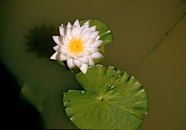 APII jpeg image of Nymphaea gigantea  © contact APII