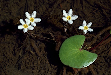 APII jpeg image of Nymphoides indica  © contact APII