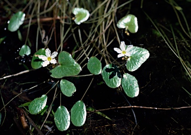 APII jpeg image of Nymphoides minima  © contact APII