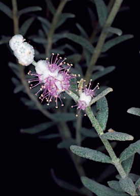 APII jpeg image of Newcastelia bracteosa  © contact APII