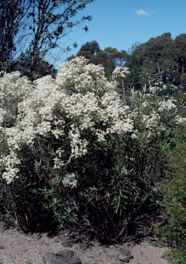 APII jpeg image of Olearia alpicola  © contact APII