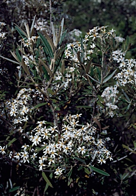 APII jpeg image of Olearia alpicola  © contact APII