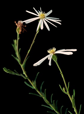 APII jpeg image of Olearia cordata  © contact APII