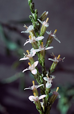 APII jpeg image of Olearia microdisca  © contact APII