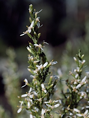 APII jpeg image of Olearia microdisca  © contact APII