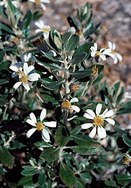 APII jpeg image of Olearia pannosa  © contact APII