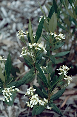 APII jpeg image of Olearia viscosa  © contact APII