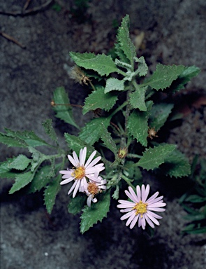 APII jpeg image of Olearia xerophila  © contact APII