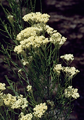 APII jpeg image of Ozothamnus adnatus  © contact APII