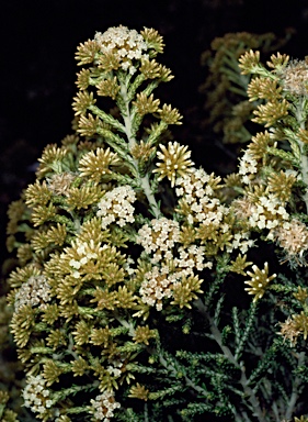 APII jpeg image of Ozothamnus expansifolius  © contact APII