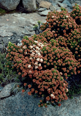 APII jpeg image of Ozothamnus ledifolius  © contact APII