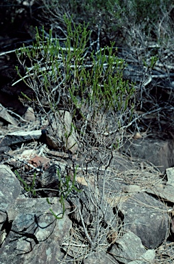 APII jpeg image of Ozothamnus lycopodioides  © contact APII