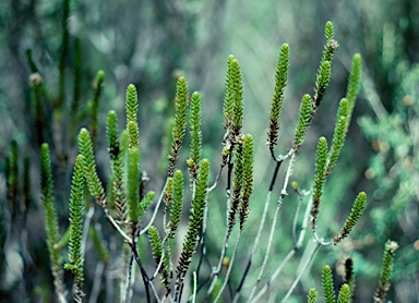 APII jpeg image of Ozothamnus lycopodioides  © contact APII