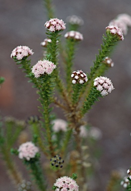 APII jpeg image of Ozothamnus lycopodioides  © contact APII