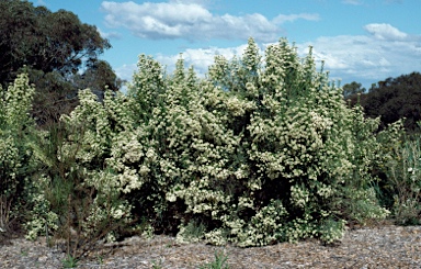 APII jpeg image of Ozothamnus purpurascens  © contact APII