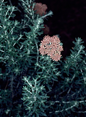 APII jpeg image of Ozothamnus ericifolius  © contact APII