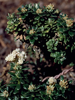 APII jpeg image of Ozothamnus rodwayi var. rodwayi  © contact APII