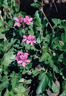 APII jpeg image of Pelargonium rodneyanum  © contact APII