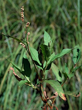 APII jpeg image of Persicaria decipiens  © contact APII