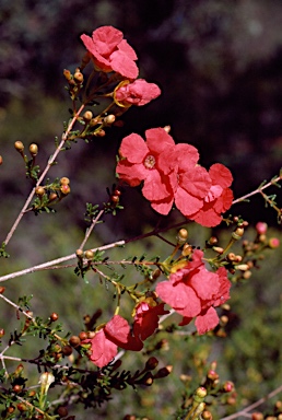 APII jpeg image of Pileanthus peduncularis  © contact APII