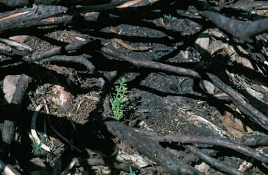 APII jpeg image of Podocarpus lawrencei  © contact APII