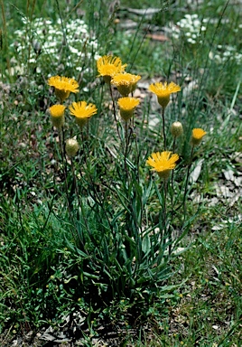 APII jpeg image of Podolepis hieracioides  © contact APII