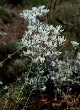 APII jpeg image of Polycarpaea longiflora  © contact APII