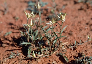 APII jpeg image of Ptilotus modestus  © contact APII