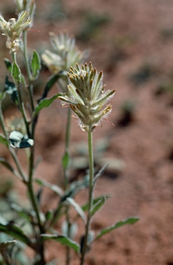 APII jpeg image of Ptilotus polystachyus  © contact APII