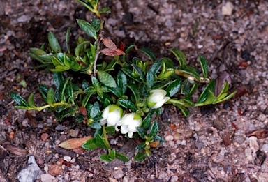 APII jpeg image of Gaultheria tasmanica  © contact APII