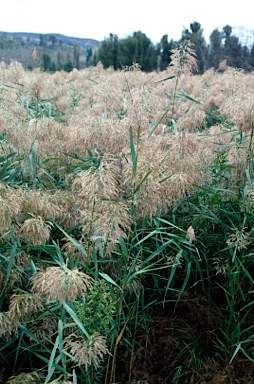 APII jpeg image of Phragmites australis  © contact APII